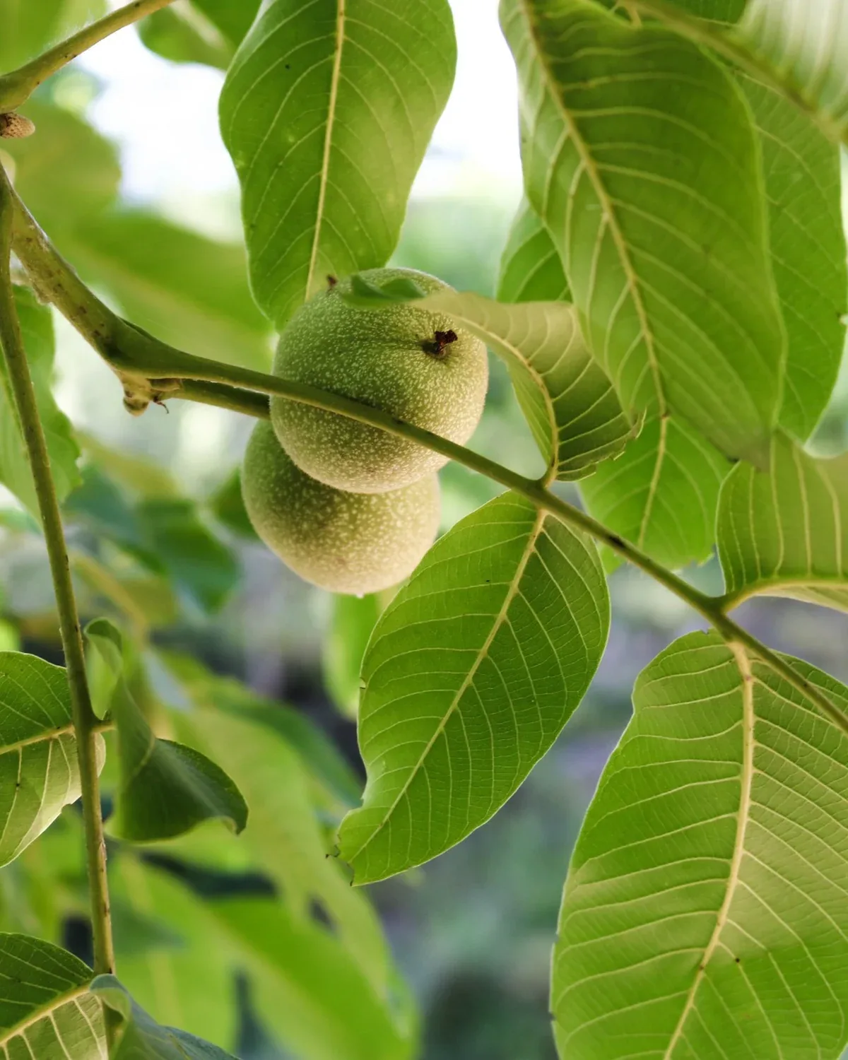 Nogueiras para plantação agrícola