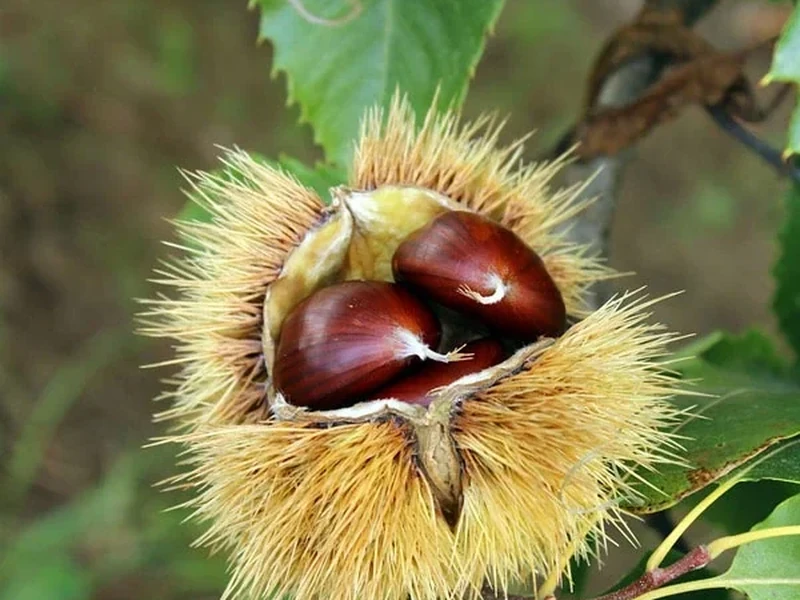 Castanheiros para projetos agrícolas