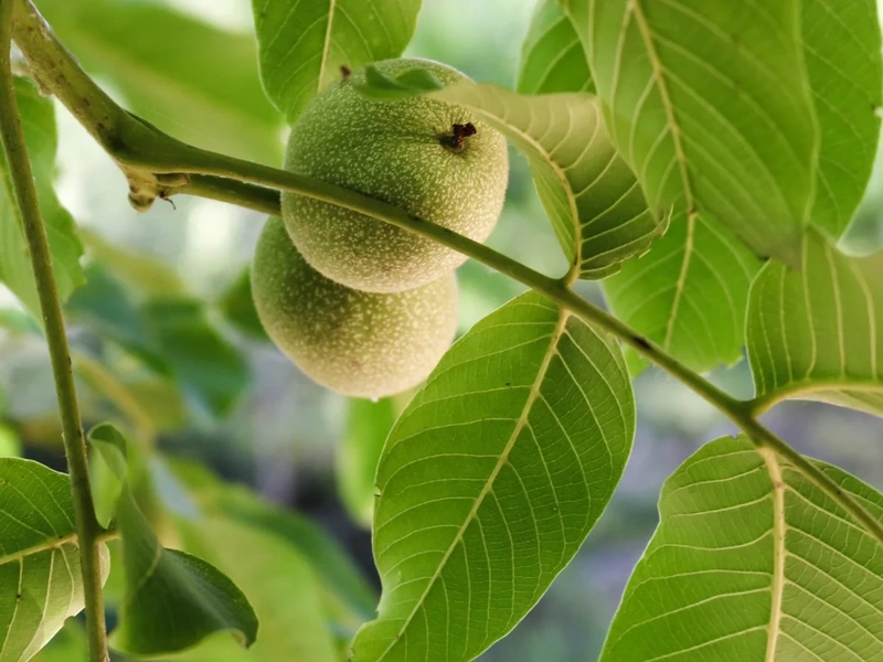 Nogueiras para instalação de pomares