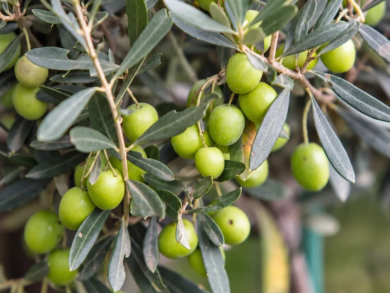 Oliveiras para projetos agrícolas