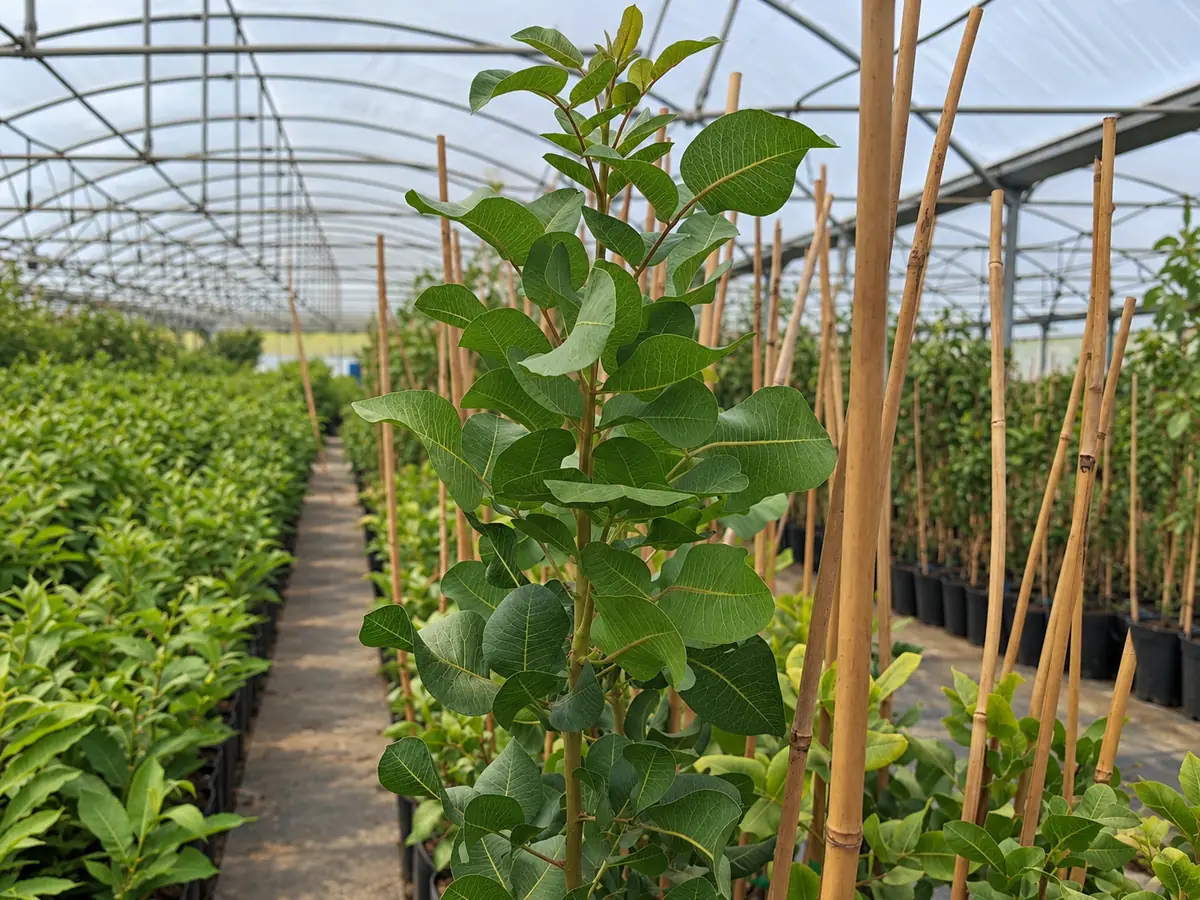 Plantas Pistacheiros na Viveiros Portugal