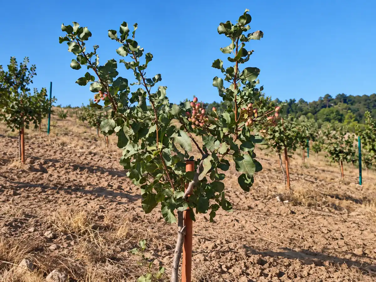 Tutores e protetores para plantas agrícolas
