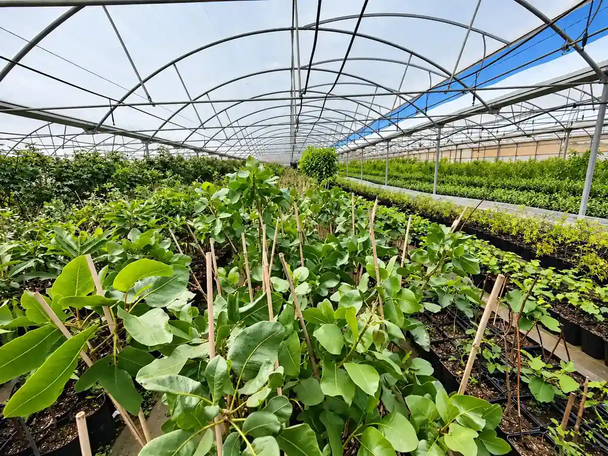 Estufa de produção de plantas da Viveiros Portugal