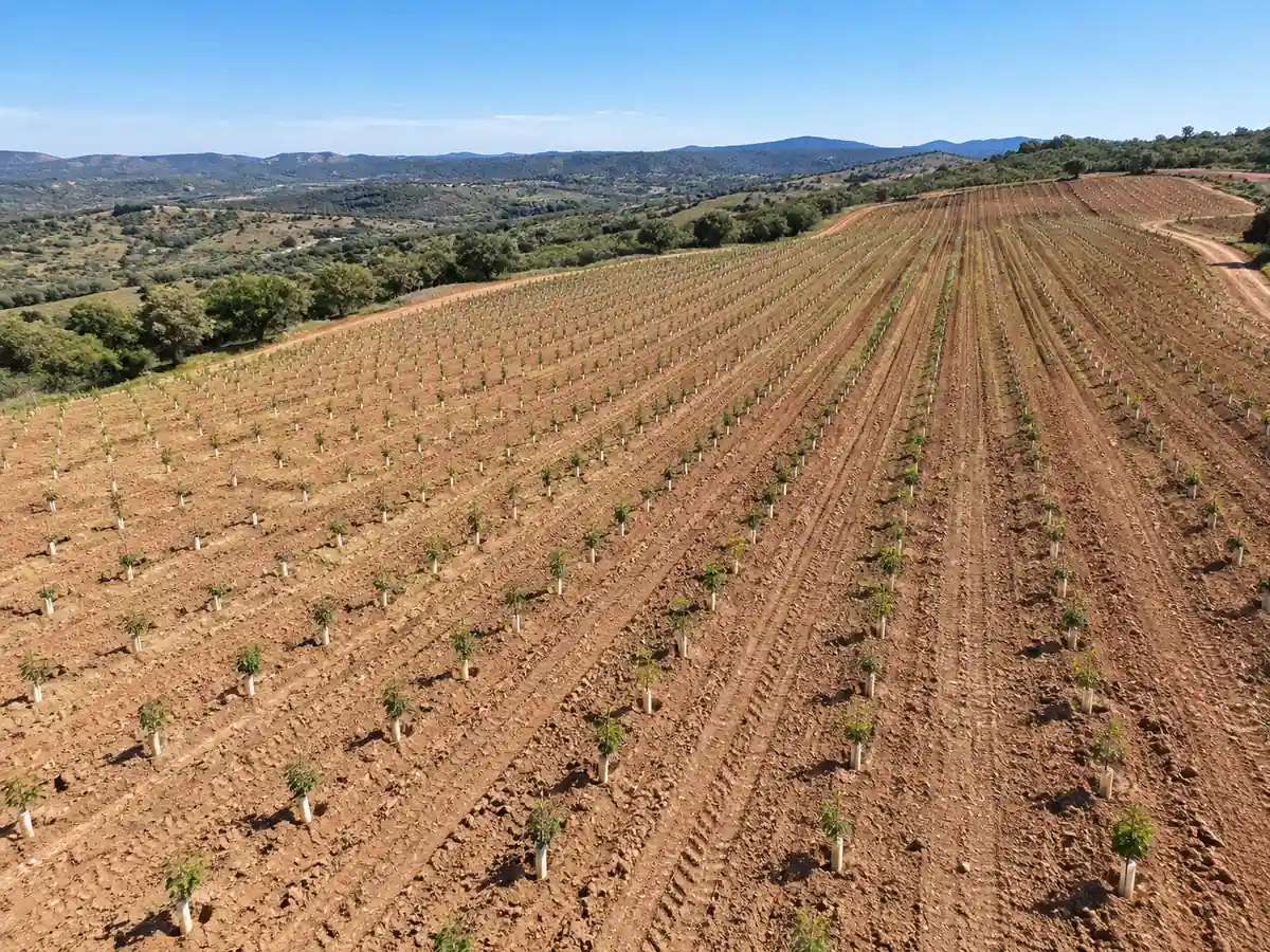 Vista aérea de terreno agrícola preparado para plantação