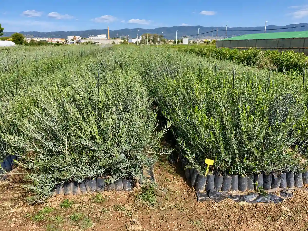 Oliveiras produzidas em viveiro