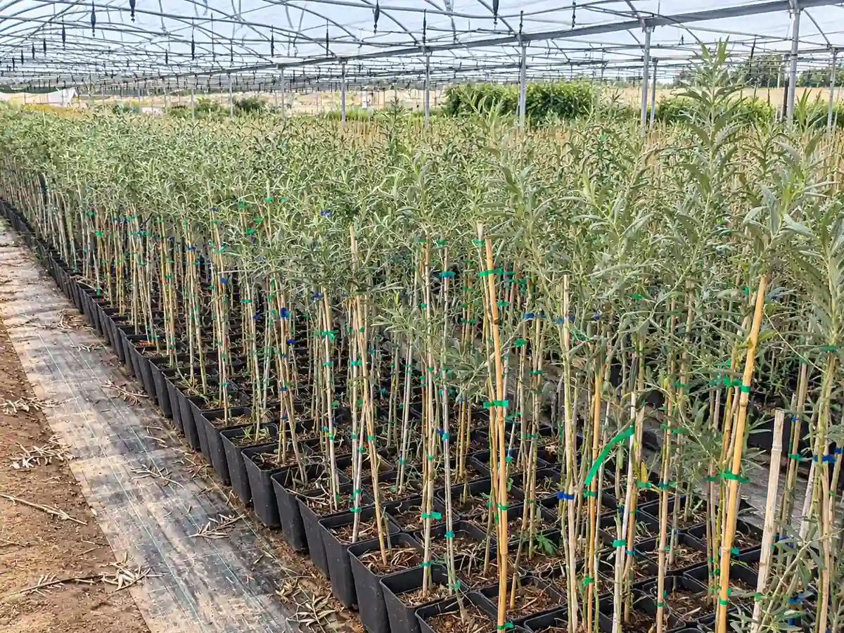 Lote de oliveiras em estufa